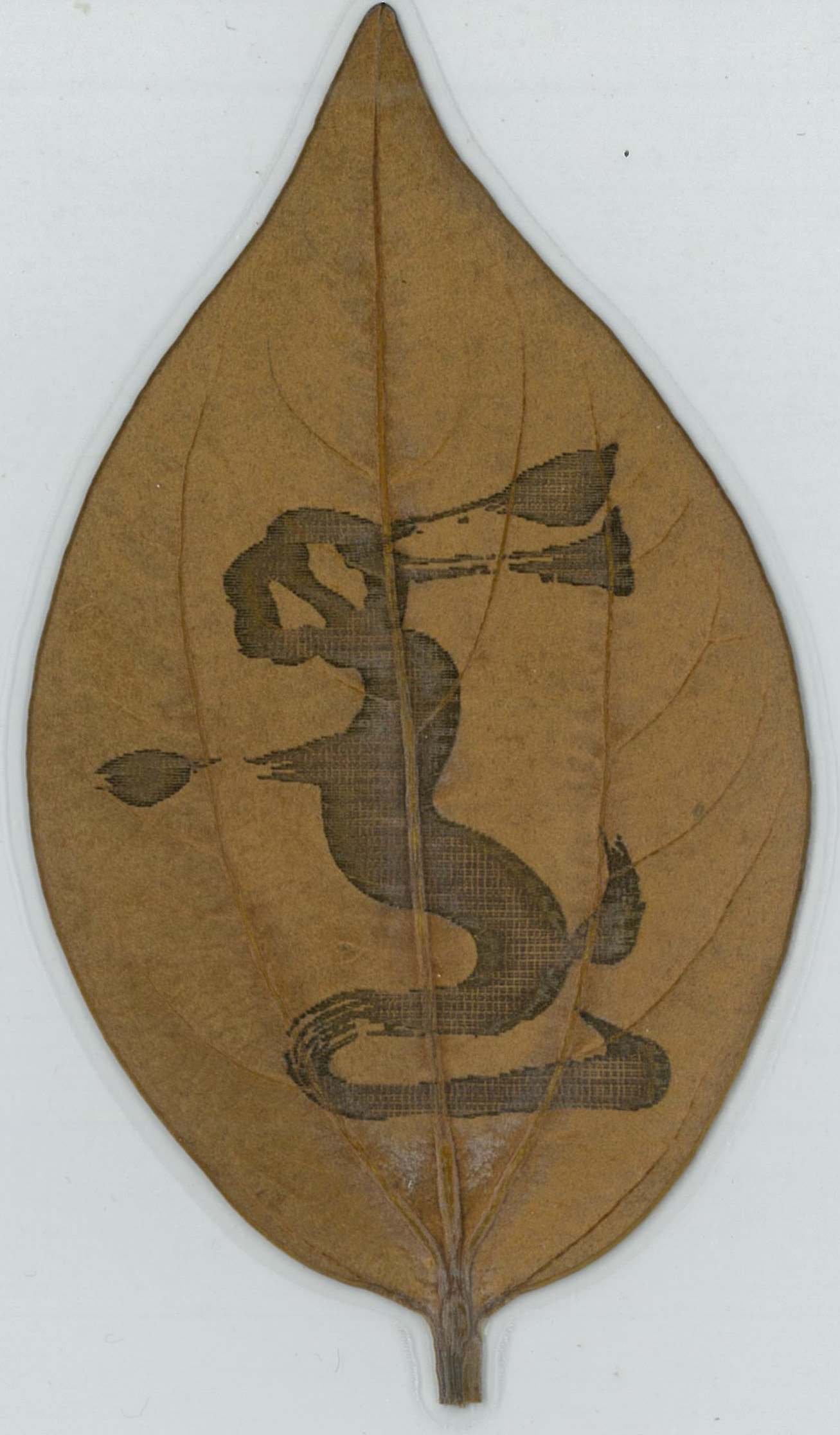 佛光葉(金新木薑子)