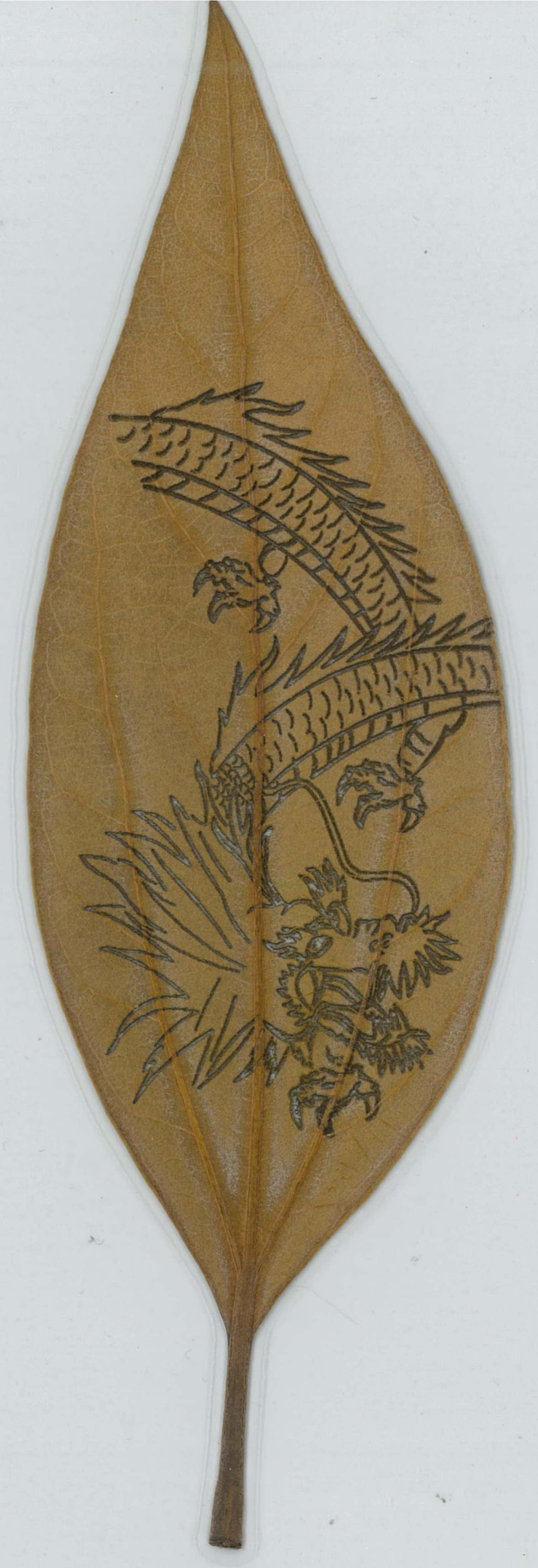 佛光葉(金新木薑子)