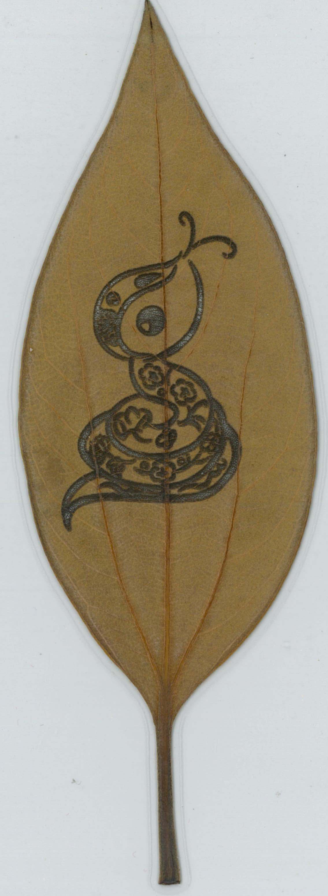 佛光葉(金新木薑子)