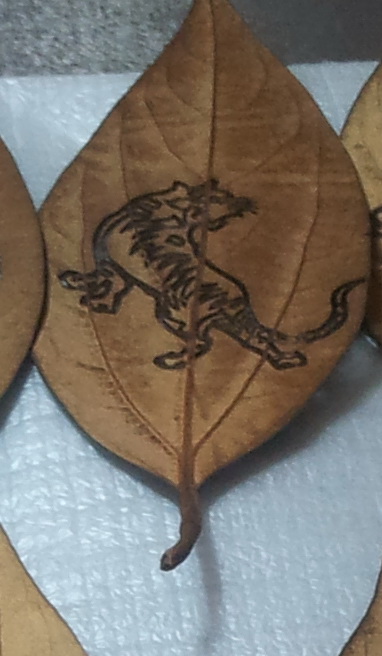 佛光葉(金新木薑子)
