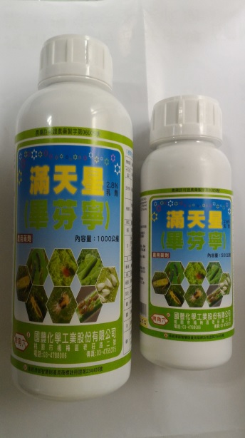 滿天星